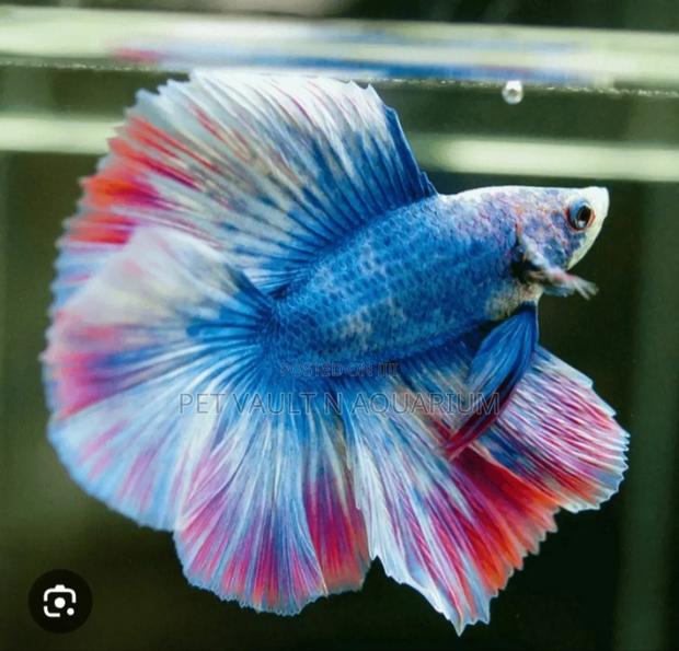 Betta Fish for Aquarium · Photo 1