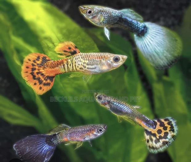 Galaxy Guppy Fish · Photo 4