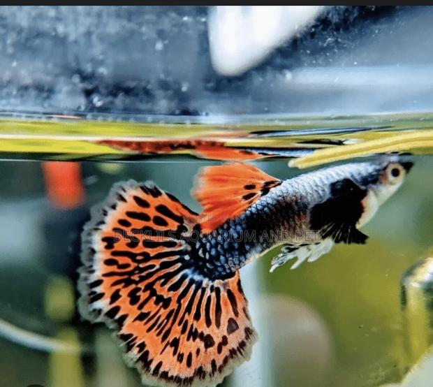 Galaxy Guppy Fish · Photo 1