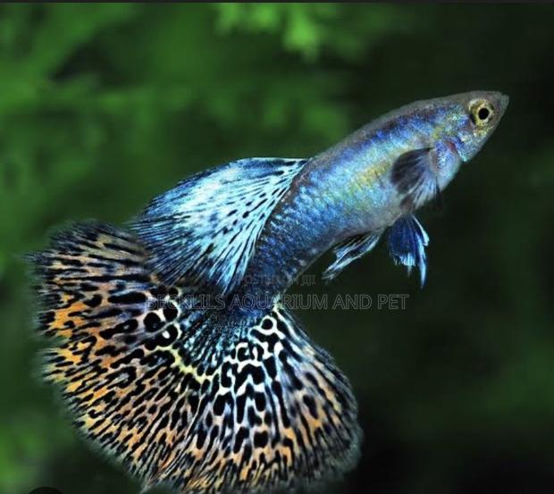 Galaxy Guppy Fish · Photo 3
