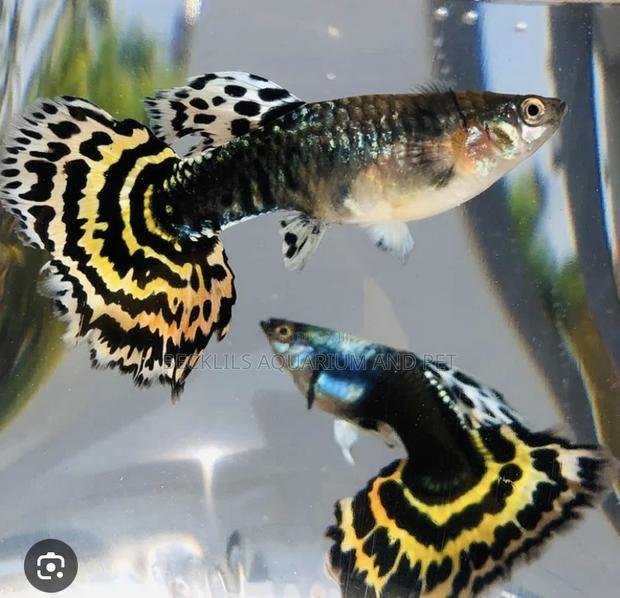 Galaxy Guppy Fish · Photo 2