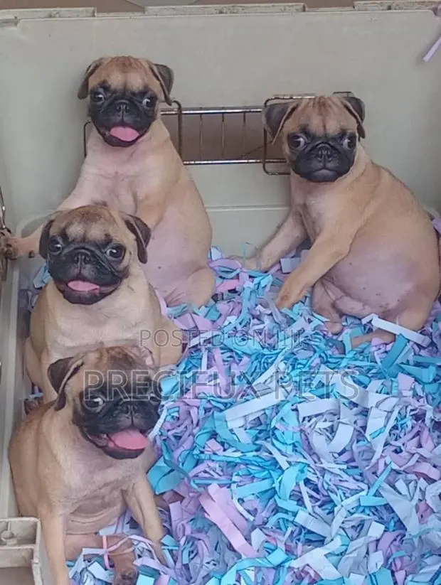 1-3 months Female Purebred Pug · Photo 1
