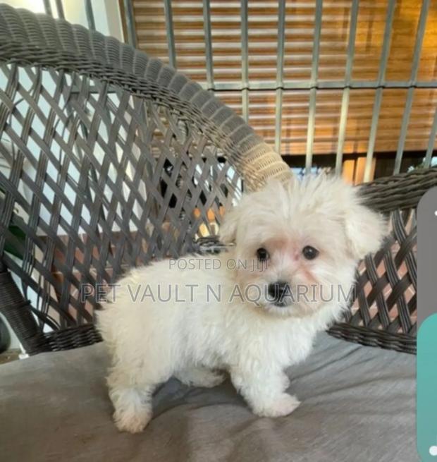 1-3 months Female Purebred Maltese · Photo 1