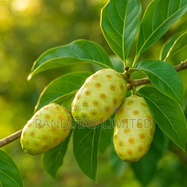 Noni or Moranda Centifolia Fruit · Photo 2