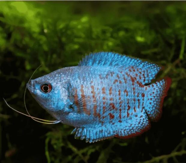 Aquarium Gourami Fishes · Photo 1