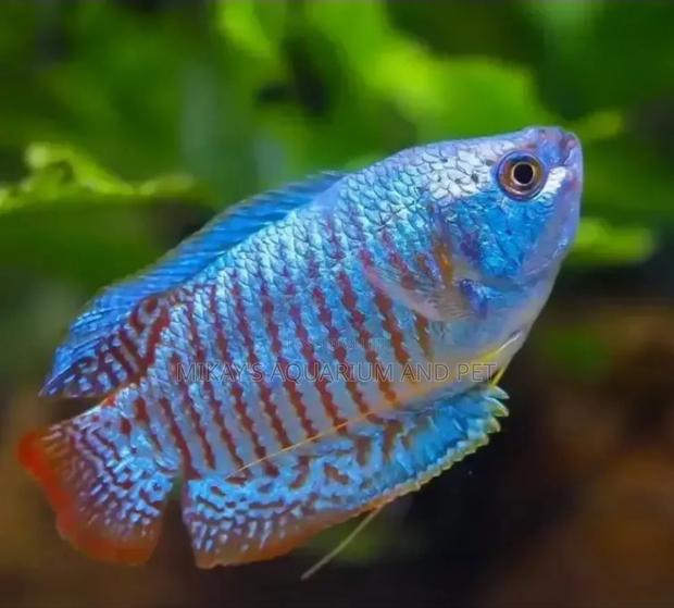 Aquarium Gourami Fishes · Photo 2