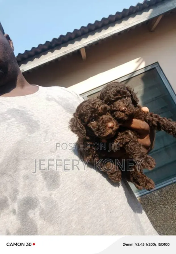 1-3 months Male Purebred Poodle · Photo 1