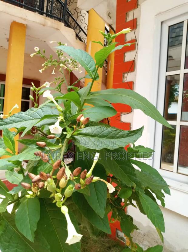 Furnished 2bdrm Apartment in Furnished, Abokobi for rent · Photo 4