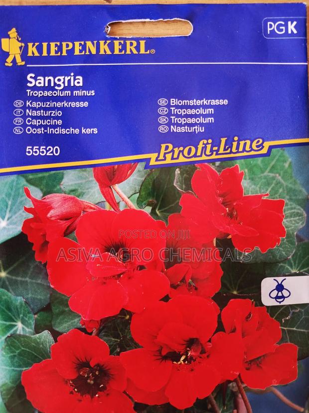 Nasturtium Sangria Flower Seeds · Photo 2