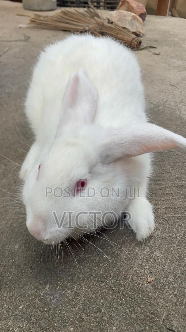 Mandrake Rabbit Farm · Photo 2