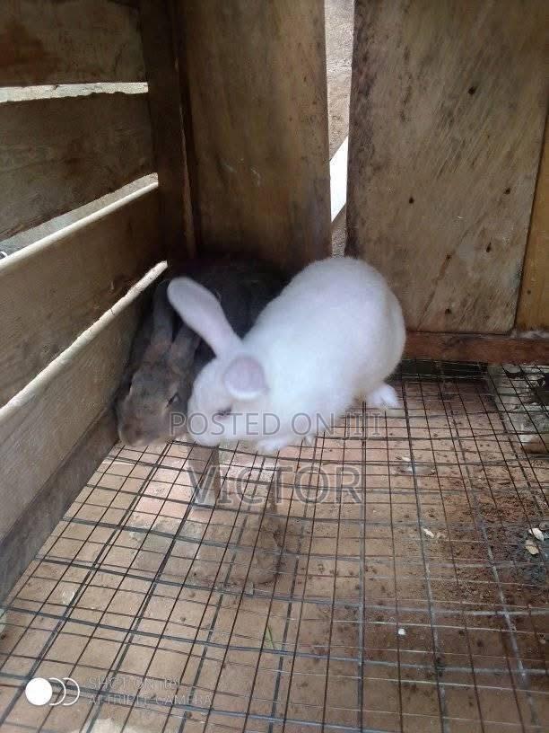 Mandrake Rabbit Farm · Photo 3