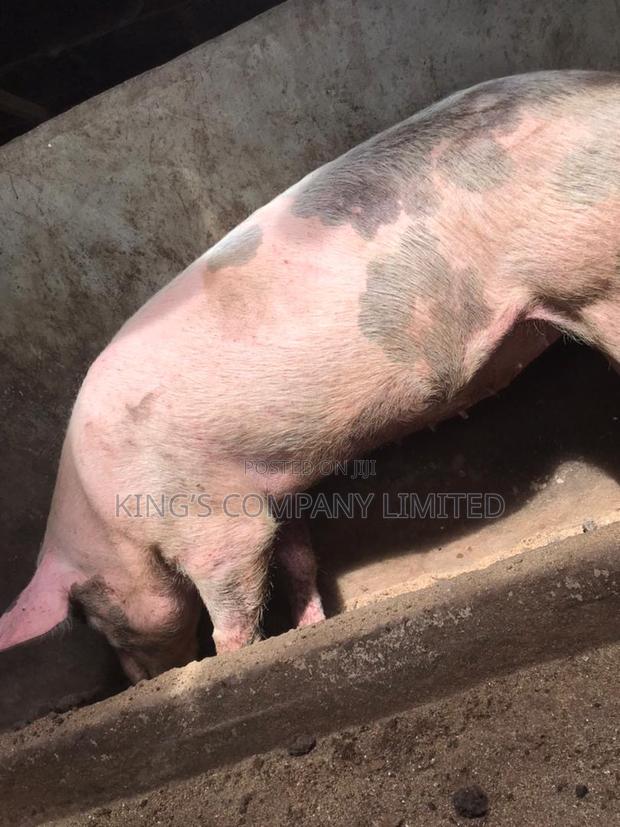 Fresh Pork · Photo 2
