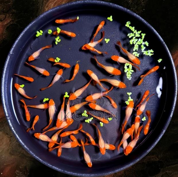 Beautiful Guppy Fish (Top Red With Lucky) · Photo 2