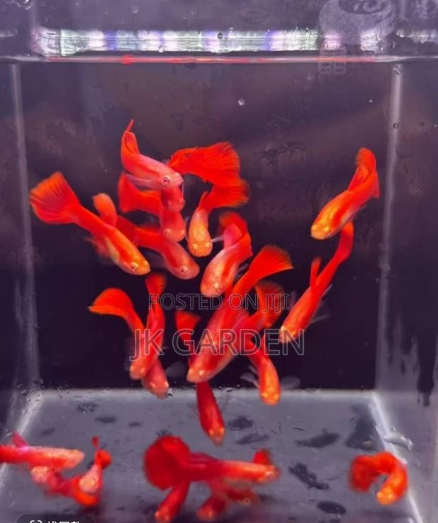 Beautiful Guppy Fish (Full Red) · Photo 1