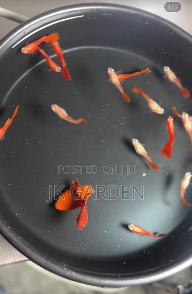 Beautiful Guppy Fish (Full Red) · Photo 2