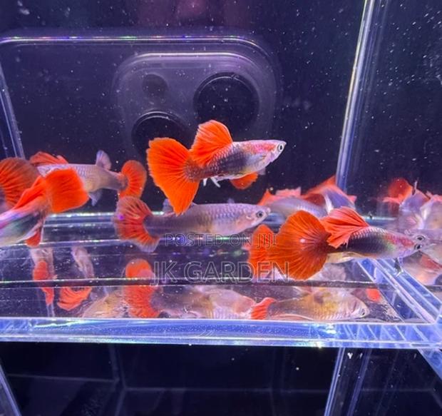 Beautiful Guppy Fish (Brazilian Fan) · Photo 2