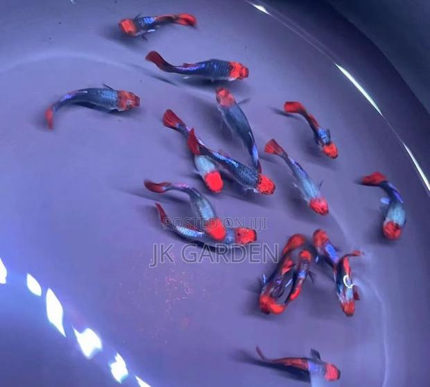 Beautiful Guppy Fish (Blue Noble) · Photo 2