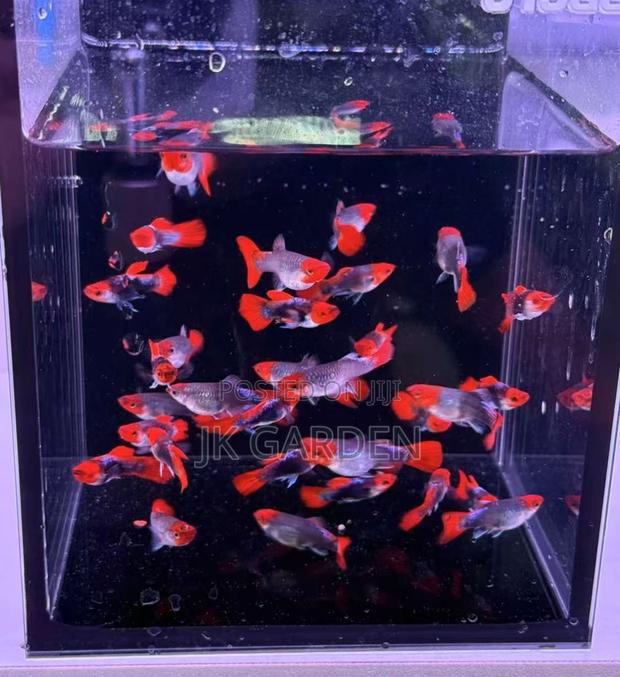 Beautiful Guppy Fish (Blue Noble) · Photo 3
