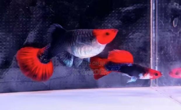 Beautiful Guppy Fish (Blue Noble) · Photo 1