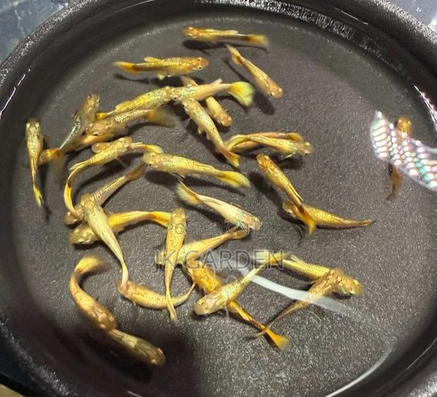 Beautiful Guppy Fish ( Full Gold) · Photo 1