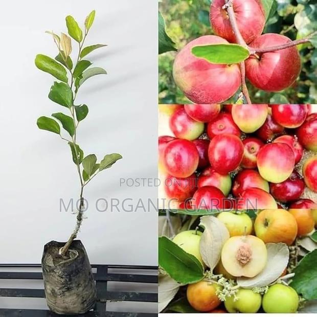 Thai Apple Jujube Seedling Plant · Photo 1
