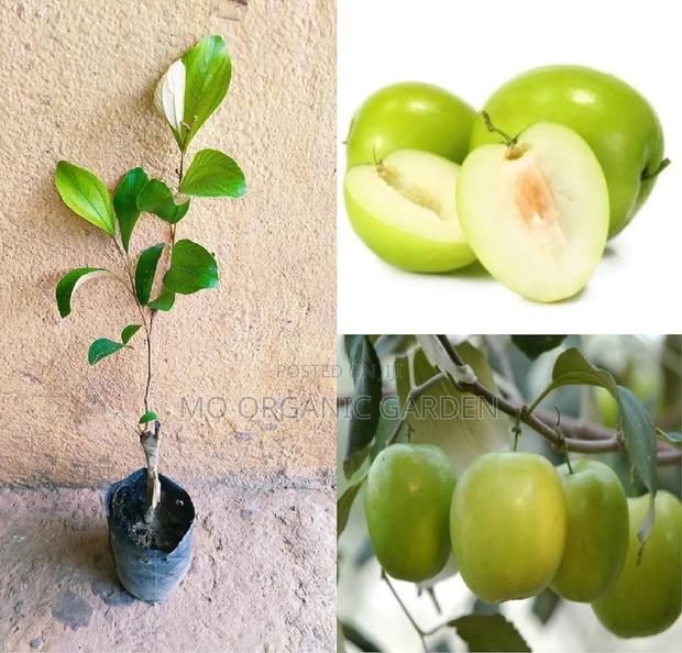 Thai Apple Jujube Seedling Plant · Photo 2