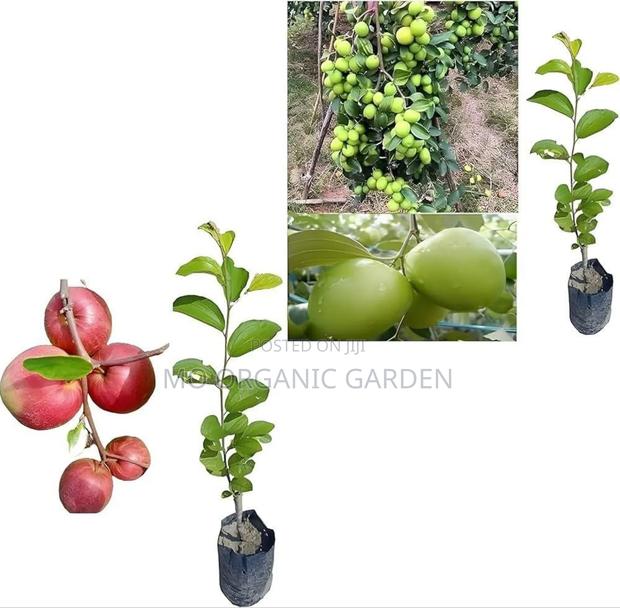 Thai Apple Jujube Seedling Plant · Photo 3