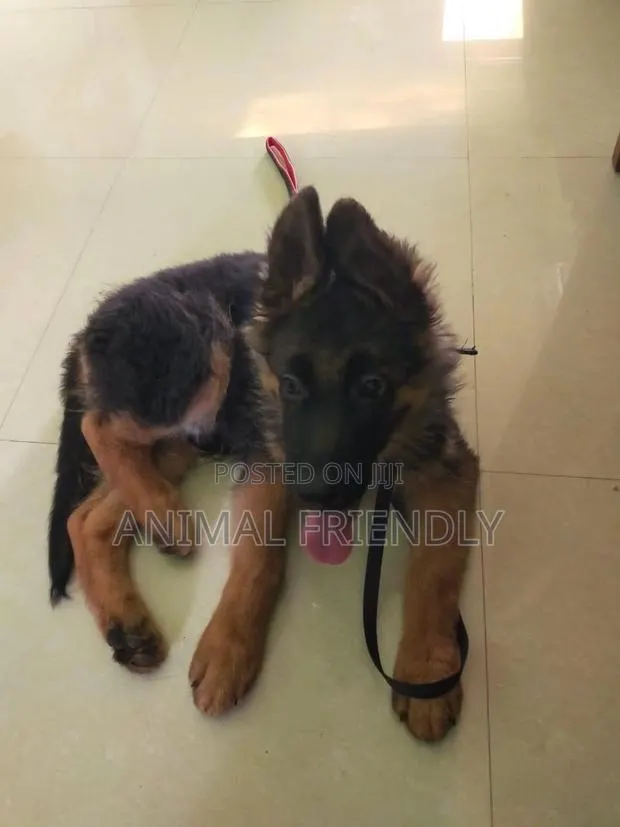 1-3 months Female Purebred German Shepherd · Photo 1