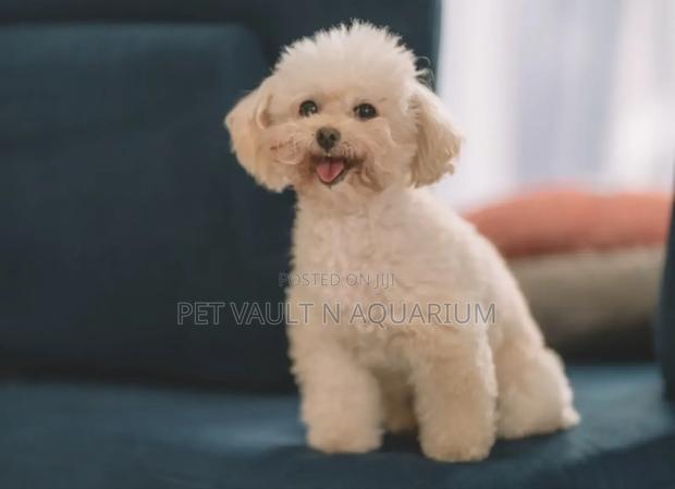 1-3 months Female Purebred Maltese · Photo 2