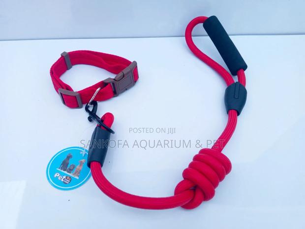 Pet Leash Chain With Collar · Photo 2