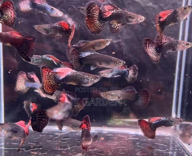 Beautiful Guppy Fish ( Seven Colored Dragon Scales) · Photo 3