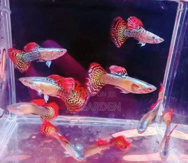 Beautiful Guppy Fish ( Seven Colored Dragon Scales) · Photo 2