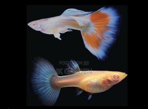 Beautiful Guppy Fish (Fiery Clouds) · Photo 2