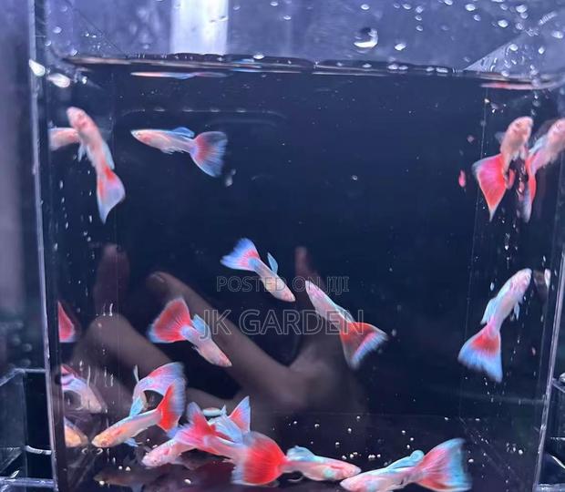 Beautiful Guppy Fish (Fiery Clouds) · Photo 3