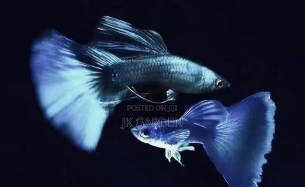 Beautiful Guppy Fish ( Blue Dress) · Photo 1