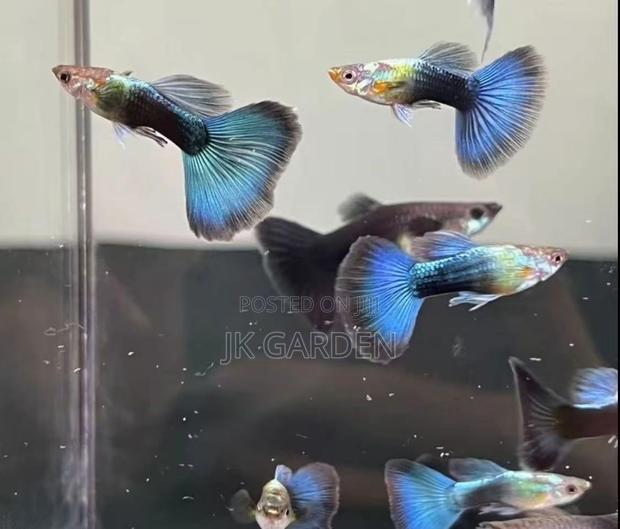 Beautiful Guppy Fish ( Blue Dress) · Photo 3