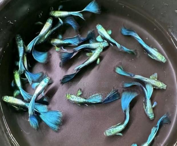 Beautiful Guppy Fish ( Blue Dress) · Photo 2