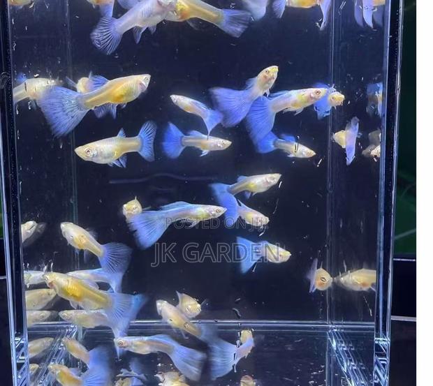 Beautiful Guppy Fish (Sky Blue) · Photo 1