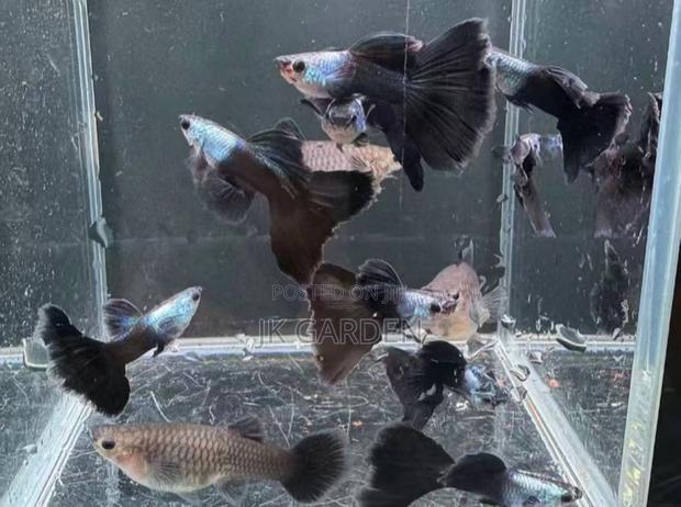 Beautiful Guppy Fish ( El Silver) · Photo 1