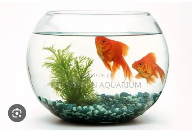 Glass Bowl Package · Photo 1