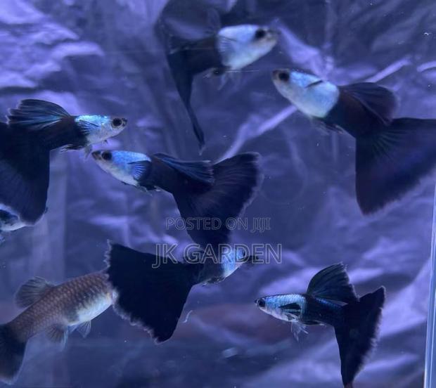Beautiful Guppy Fish ( El Silver) · Photo 2