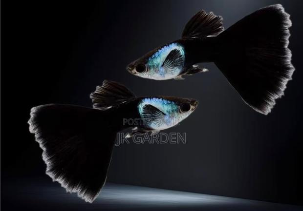 Beautiful Guppy Fish ( El Silver) · Photo 3