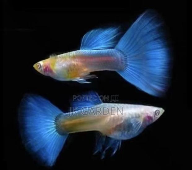 Beautiful Guppy Fish (Sky Blue) · Photo 2