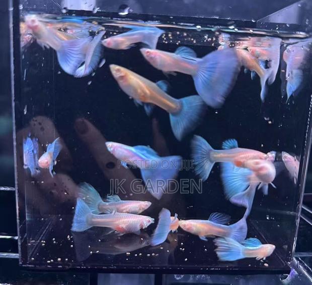 Beautiful Guppy Fish (Sky Blue) · Photo 3