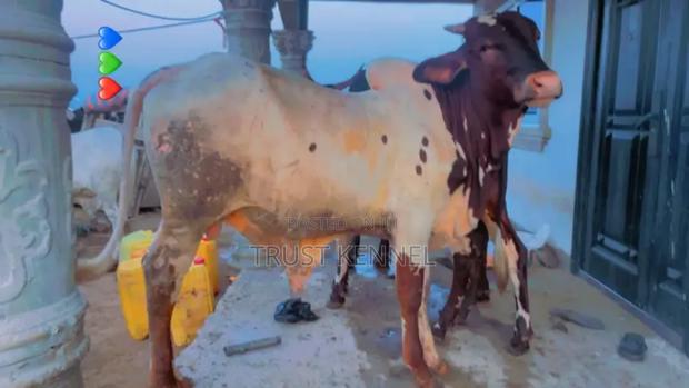 Healthy Cows · Photo 1
