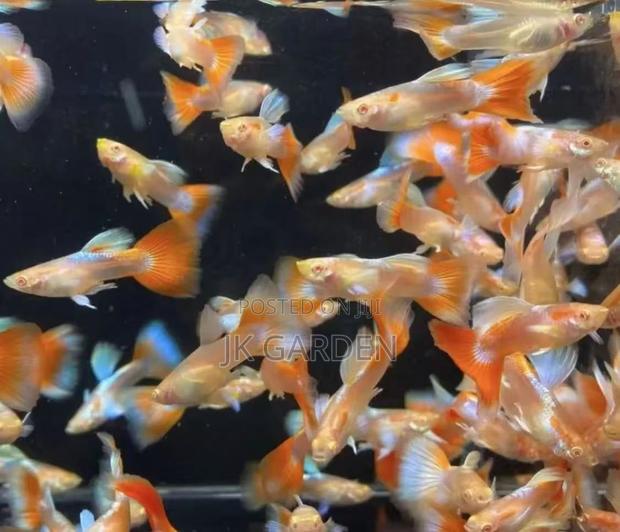 Beautiful Guppy Fish (Fiery Clouds) · Photo 1