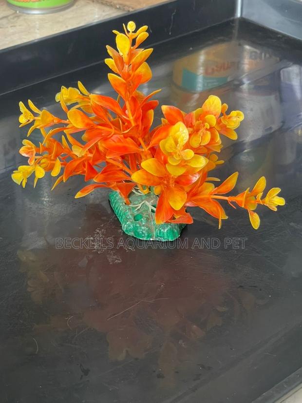Mini Aquarium Plants · Photo 3