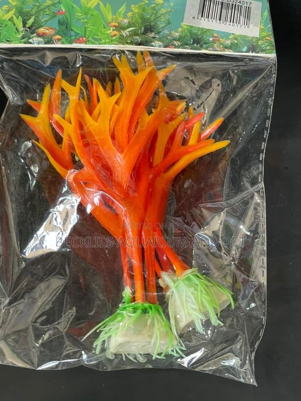 Mini Aquarium Plants · Photo 4
