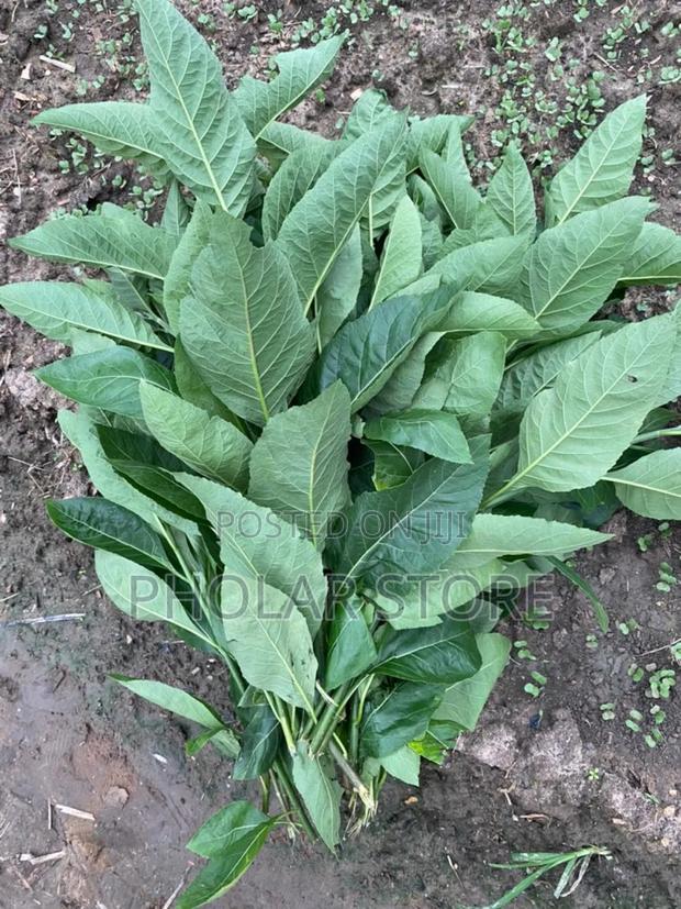 Fresh Herbs 40ghc Upward and Dried Plants 60ghc Upward · Photo 1