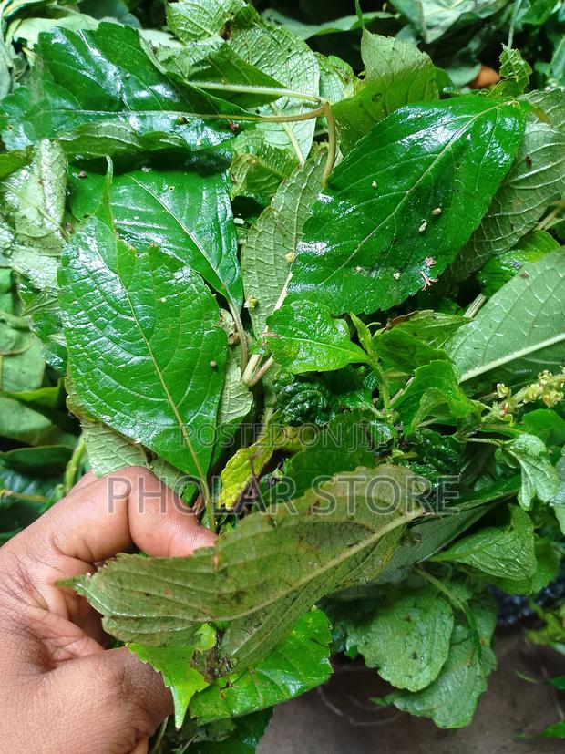 Fresh Herbs 40ghc Upward and Dried Plants 60ghc Upward · Photo 4